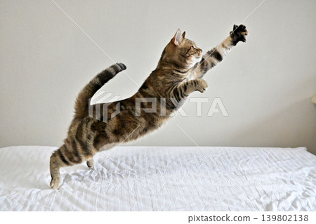 American Shorthair playing by jumping dynamically indoors American Shorthair playing by jumping dynamically indoors 139802138