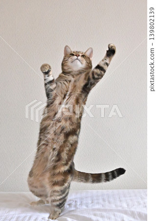American Shorthair playing by jumping dynamically indoors American Shorthair playing by jumping dynamically indoors 139802139