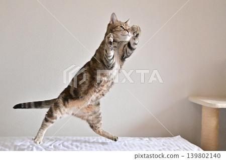 American Shorthair playing by jumping dynamically indoors American Shorthair playing by jumping dynamically indoors 139802140