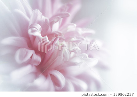 Blurred chrysanthemum flower with soft focus. A flower on a light foggy background. Close-up. Nature. Close-up. Nature. Blurred chrysanthemum flower with soft focus. A flower on a light foggy background. Close-up. Nature. Close-up. Nature. 139802237