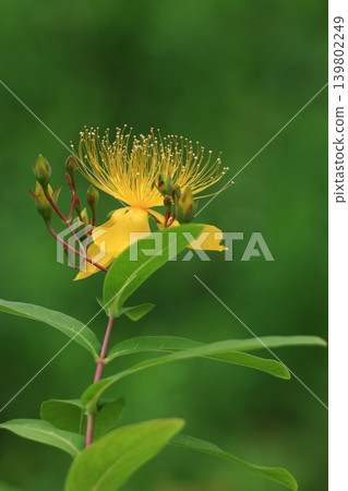 像金線一樣的長雄蕊花 像金線一樣的長雄蕊花 139802249