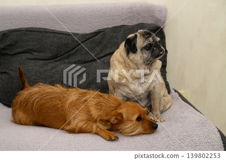 Two dogs resting together on a sofa Two dogs resting together on a sofa 139802253