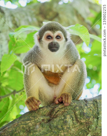 A monkey looking cute A monkey looking cute 139802255