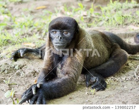 South American monkeys South American monkeys 139802257