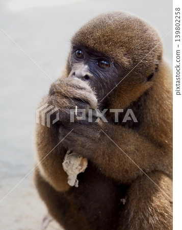 South American monkeys South American monkeys 139802258