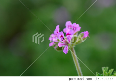 Delicate pink flowers bloom amidst lush green foliage in a serene garden environment Delicate pink flowers bloom amidst lush green foliage in a serene garden environment 139802272