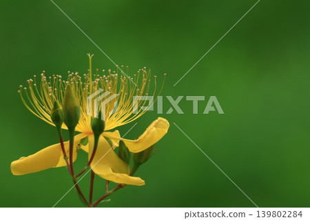 像金線一樣的長雄蕊花 像金線一樣的長雄蕊花 139802284