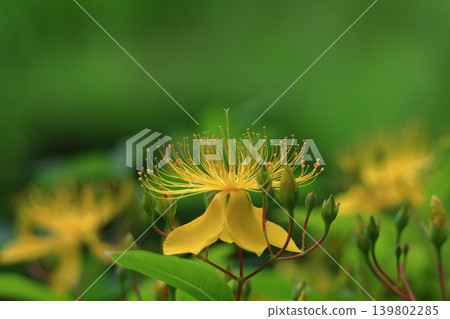 Long stamen flowers like gold thread Long stamen flowers like gold thread 139802285