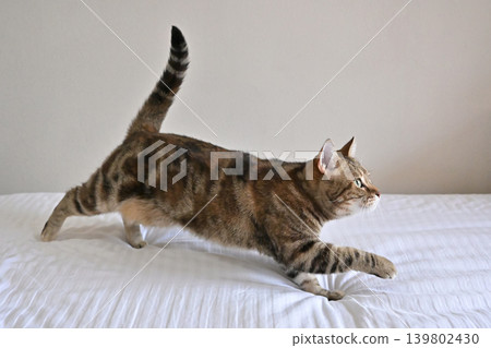 American Shorthair playing by jumping dynamically indoors American Shorthair playing by jumping dynamically indoors 139802430