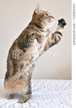 American Shorthair playing by jumping dynamically indoors American Shorthair playing by jumping dynamically indoors 139802431