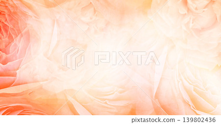 Roses flowers. Floral spring background. Close-up. Nature. Roses flowers. Floral spring background. Close-up. Nature. 139802436