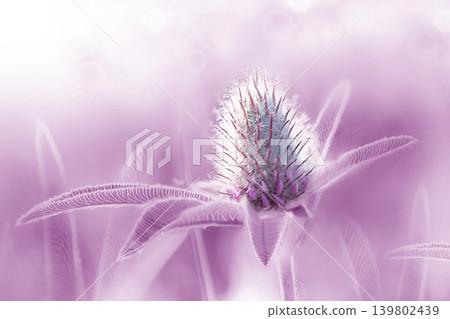 Beautiful clover flower on green background. Shallow depth of field. Close up. Nature.  139802439