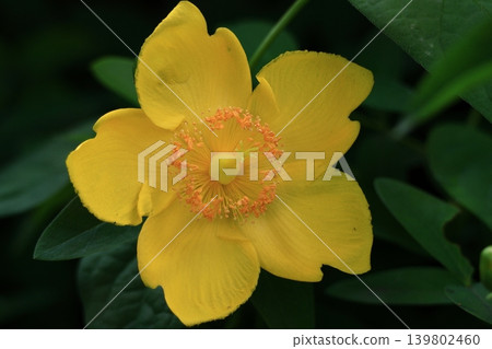 一朵形似梅花的花朵,閃耀著金色的光芒。 一朵形似梅花的花朵,閃耀著金色的光芒。 139802460