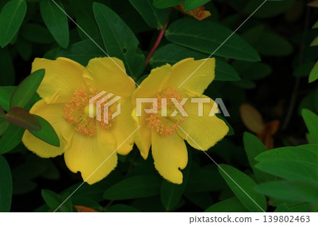 A flower resembling a plum blossom, shining with a golden hue. A flower resembling a plum blossom, shining with a golden hue. 139802463