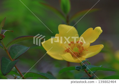 A flower resembling a plum blossom, shining with a golden hue. A flower resembling a plum blossom, shining with a golden hue. 139802464