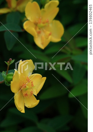 A flower resembling a plum blossom, shining with a golden hue. A flower resembling a plum blossom, shining with a golden hue. 139802465