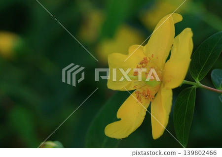 A flower resembling a plum blossom, shining with a golden hue. A flower resembling a plum blossom, shining with a golden hue. 139802466