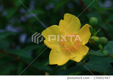 A flower resembling a plum blossom, shining with a golden hue. A flower resembling a plum blossom, shining with a golden hue. 139802467