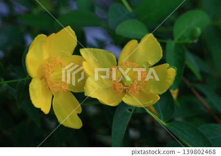 A flower resembling a plum blossom, shining with a golden hue. A flower resembling a plum blossom, shining with a golden hue. 139802468