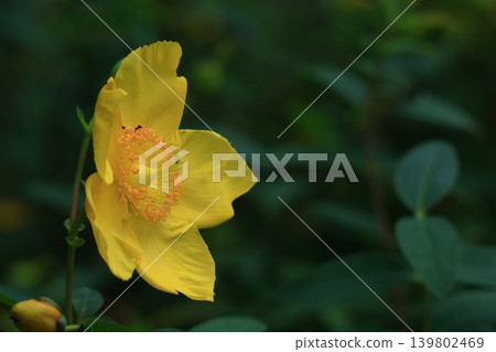 A flower resembling a plum blossom, shining with a golden hue. A flower resembling a plum blossom, shining with a golden hue. 139802469