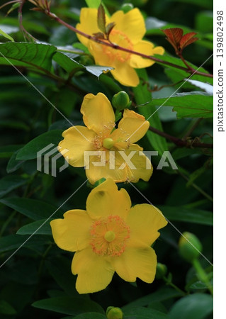 A flower resembling a plum blossom, shining with a golden hue. A flower resembling a plum blossom, shining with a golden hue. 139802498