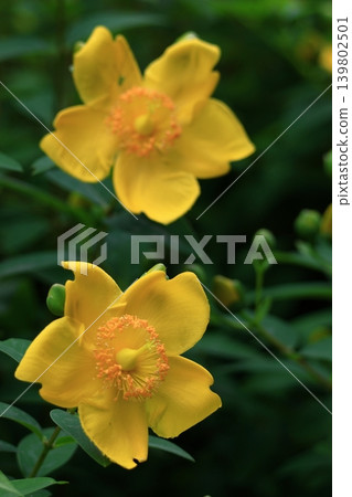 A flower resembling a plum blossom, shining with a golden hue. A flower resembling a plum blossom, shining with a golden hue. 139802501
