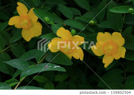 A flower resembling a plum blossom, shining with a golden hue. 139802504