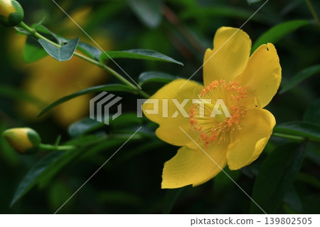 A flower resembling a plum blossom, shining with a golden hue. A flower resembling a plum blossom, shining with a golden hue. 139802505