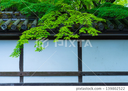 京都的綠色楓葉和寺廟牆壁 京都的綠色楓葉和寺廟牆壁 139802522
