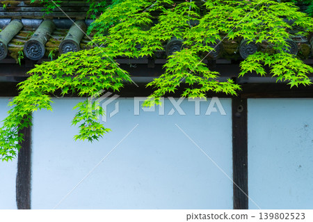 京都的綠色楓葉和寺廟牆壁 京都的綠色楓葉和寺廟牆壁 139802523