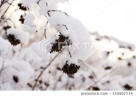 Tree branches in the snow. Winter landscape. Tree branches in the snow. Winter landscape. 139802534