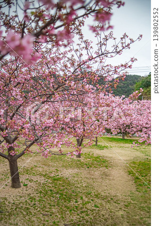 山口縣萩市濱水公園河津櫻花 139802552