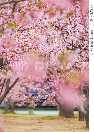 山口縣萩市濱水公園河津櫻花 139802553