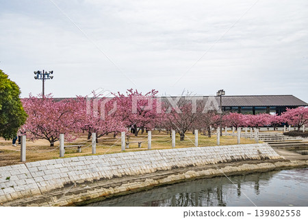 Yamaguchi, Hagi, Waterfront Park, Kawazu Cherry Blossoms Yamaguchi, Hagi, Waterfront Park, Kawazu Cherry Blossoms 139802558