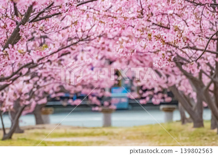 山口縣萩市濱水公園河津櫻花 139802563