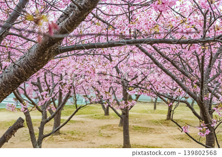 Yamaguchi, Hagi, Waterfront Park, Kawazu Cherry Blossoms Yamaguchi, Hagi, Waterfront Park, Kawazu Cherry Blossoms 139802568