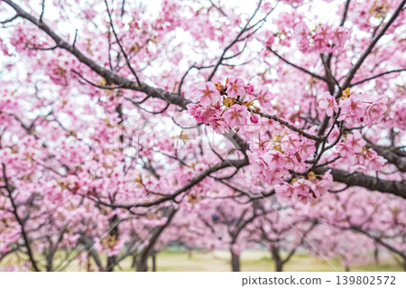 山口縣萩市濱水公園河津櫻花 139802572