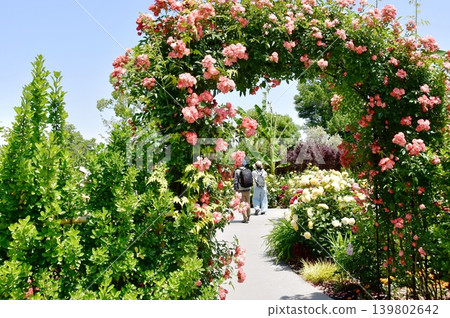 Ayase Rose Garden walking trails and roses in full bloom, Ayase City, Kanagawa Prefecture Ayase Rose Garden walking trails and roses in full bloom, Ayase City, Kanagawa Prefecture 139802642