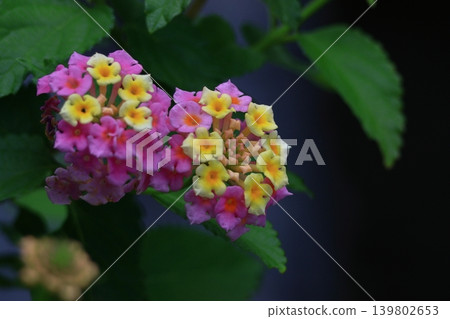 Flowers whose flower color changes Flowers whose flower color changes 139802653