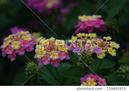 花色變化的花 花色變化的花 139802655