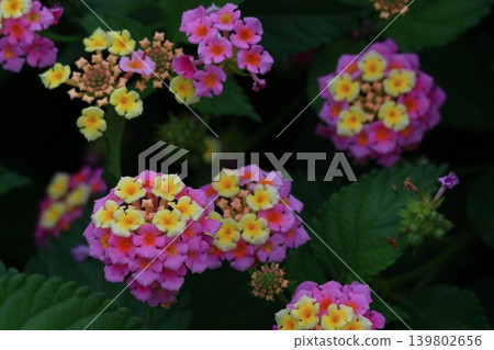 花色變化的花 花色變化的花 139802656