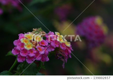 花色變化的花 花色變化的花 139802657
