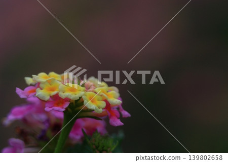 Flowers whose flower color changes Flowers whose flower color changes 139802658