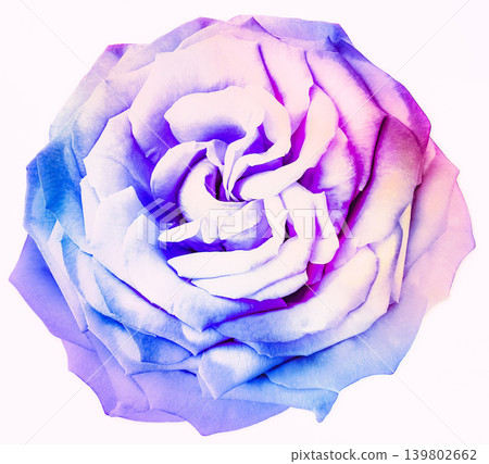 Purple rose flower on white isolated background with clipping path. Closeup. For design. Nature. Purple rose flower on white isolated background with clipping path. Closeup. For design. Nature. 139802662