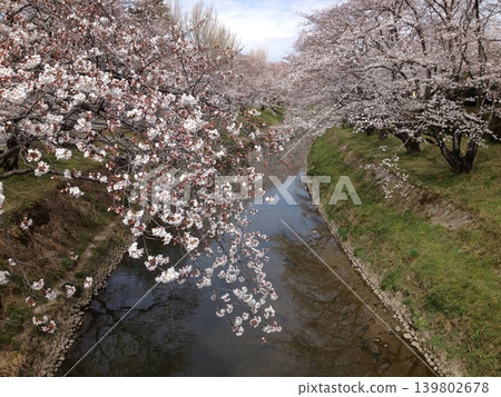 岐阜縣阪上原市堺川沿岸一排盛開的櫻花樹。 139802678