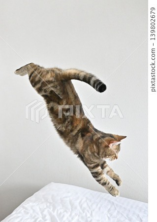 American Shorthair playing by jumping dynamically indoors American Shorthair playing by jumping dynamically indoors 139802679