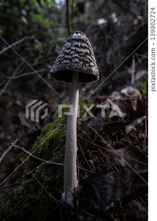 Magpie Inkcap Mushroom in Natural Habitat. Magpie Inkcap Mushroom in Natural Habitat. 139802724