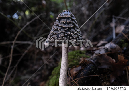 Magpie Inkcap Mushroom in Natural Habitat. Magpie Inkcap Mushroom in Natural Habitat. 139802730