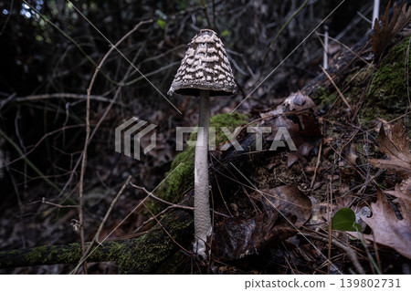 Magpie Inkcap Mushroom in Natural Habitat. Magpie Inkcap Mushroom in Natural Habitat. 139802731