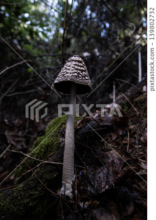 Magpie Inkcap Mushroom in Natural Habitat. Magpie Inkcap Mushroom in Natural Habitat. 139802732